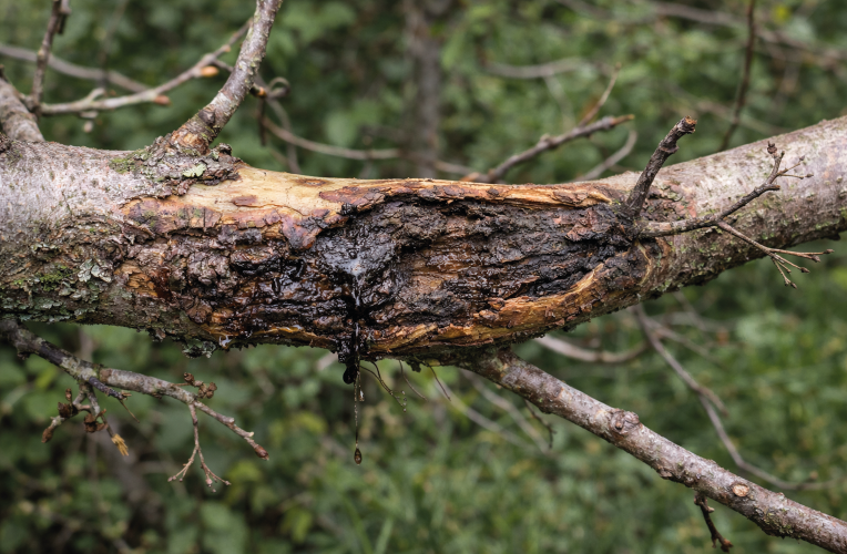 Canker Diseases