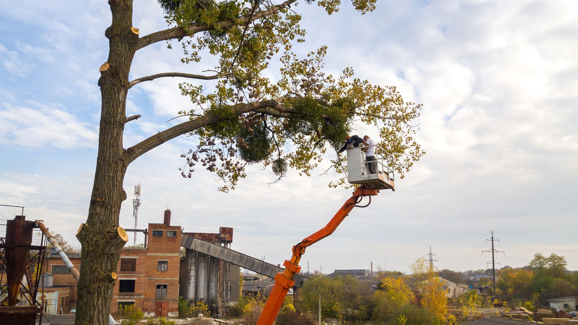 Large tree branch pruning near residential property